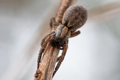 Trochosa sepulchralis