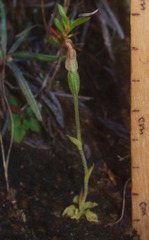 Pterostylis puberula