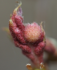 Dryocosmus quercuspalustris