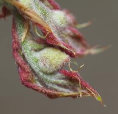 Dryocosmus quercuspalustris