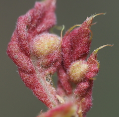 Dryocosmus quercuspalustris