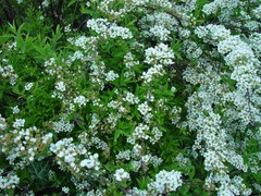 Spiraea cinerea