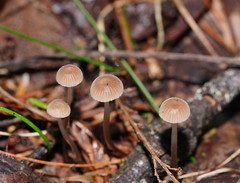 Mycena mijoi