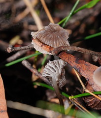 Mycena mijoi