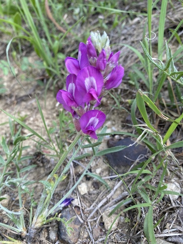 Oxytropis lambertii var. articulata