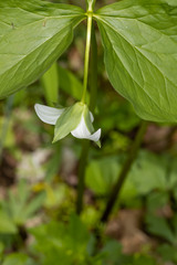 Trillium flexipes