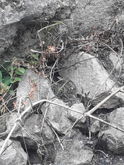 Stenocercus guentheri