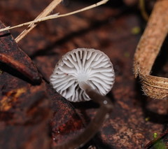 Mycena mijoi