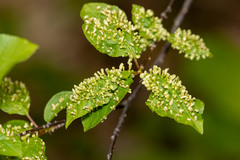 Eriophyes emarginatae