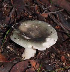 Russula iterika