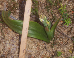 Thelymitra longifolia