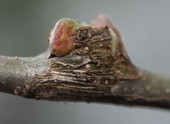 Callirhytis quercusventricosa