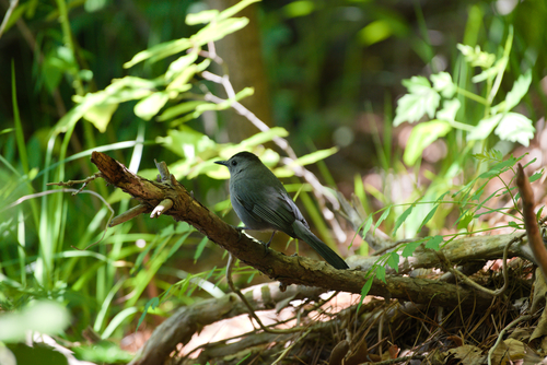 Gray Catbird photographed in North Carolina