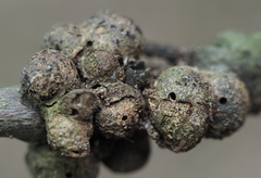 Callirhytis quercusgemmaria