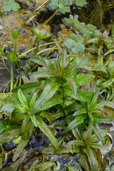 Veronica anagallis-aquatica