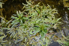 Veronica anagallis-aquatica