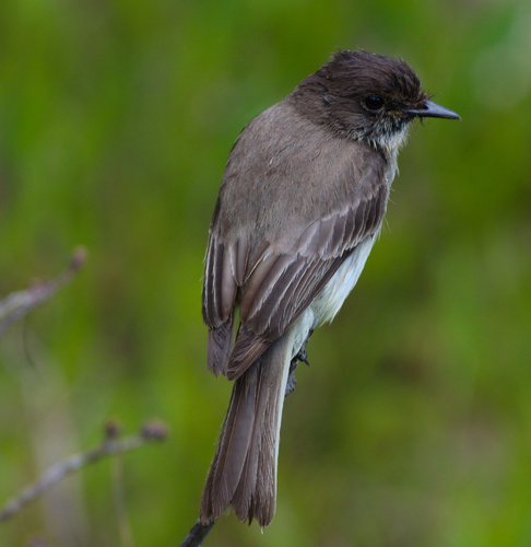 Eastern Phoebe (Casa Tortuga) · iNaturalist