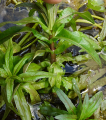 Veronica anagallis-aquatica