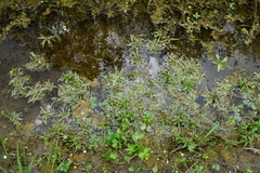 Veronica anagallis-aquatica