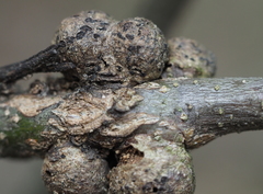 Callirhytis quercusgemmaria