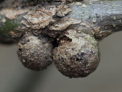 Callirhytis quercusgemmaria