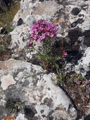 Centranthus macrosiphon