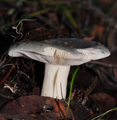 Russula iterika