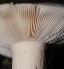 Russula iterika