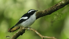 Ficedula westermanni