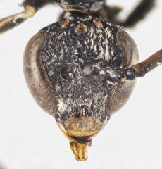 Lasioglossum mediterraneum