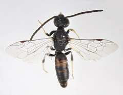 Lasioglossum mediterraneum