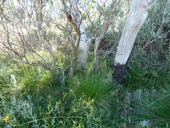 Eucalyptus pauciflora niphophila