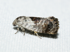 Eupselia carpocapsella