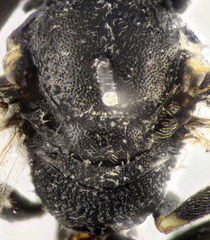 Lasioglossum mediterraneum