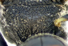 Lasioglossum mediterraneum