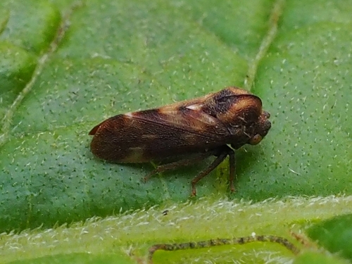Endoiastus caviceps