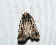 Proteuxoa chrysospila