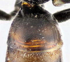 Lasioglossum mediterraneum