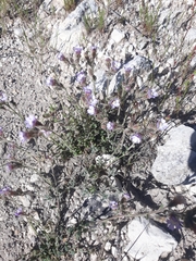 Chaenorhinum macropodum degenii