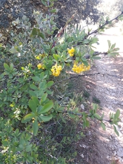 Berberis hispanica