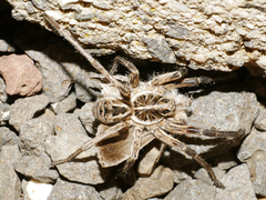 Tasmanicosa godeffroyi