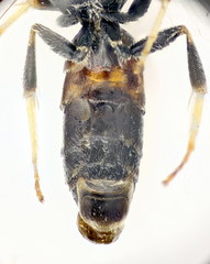 Lasioglossum mediterraneum