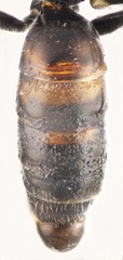 Lasioglossum mediterraneum