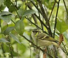 Phylloscopus chloronotus