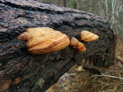 Fomitopsis schrenkii