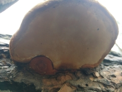 Fomitopsis schrenkii