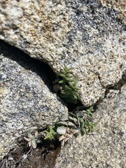 Pellaea bridgesii