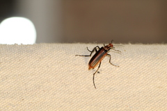 Pyrota tenuicostatis
