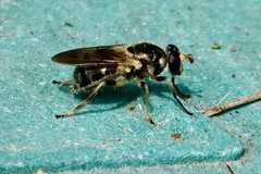 Blera pictipes