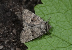 Clemathada calberlai